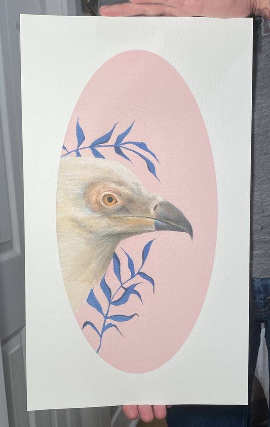 Palm Nut Vulture Fine Art Print